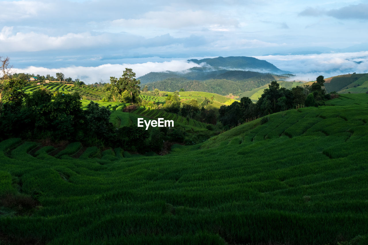 SCENIC VIEW OF FARMS AGAINST SKY