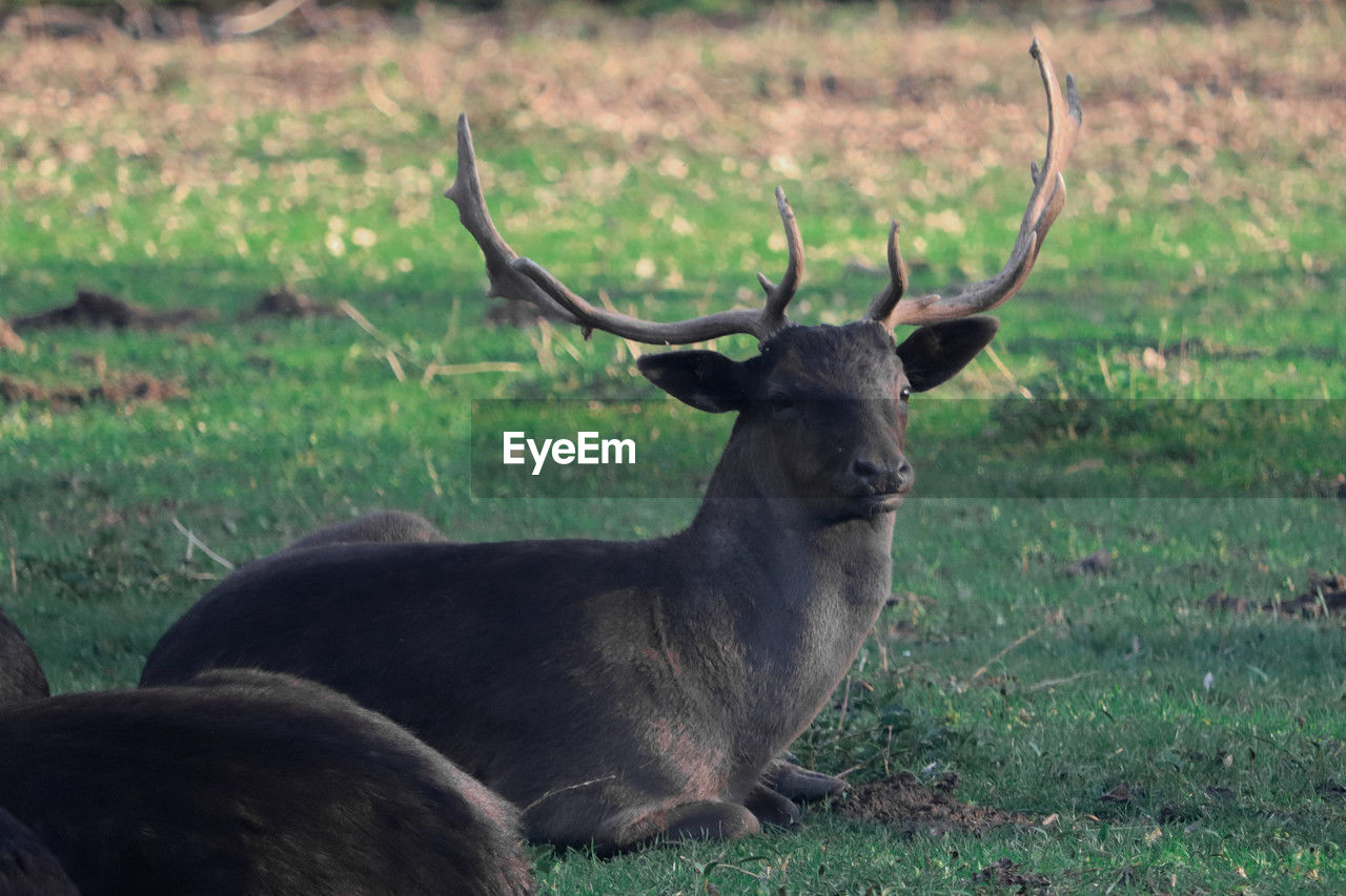 animal themes, animal, animal wildlife, mammal, wildlife, one animal, deer, nature, antler, grass, plant, no people, day, outdoors, relaxation, horned, land, field, domestic animals, elk, herbivorous, portrait, resting