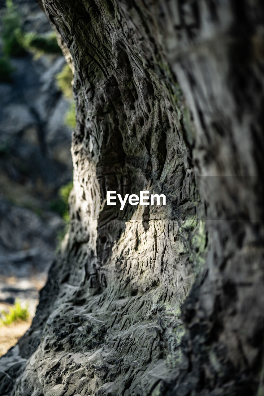 CLOSE-UP OF LICHEN ON TREE TRUNK