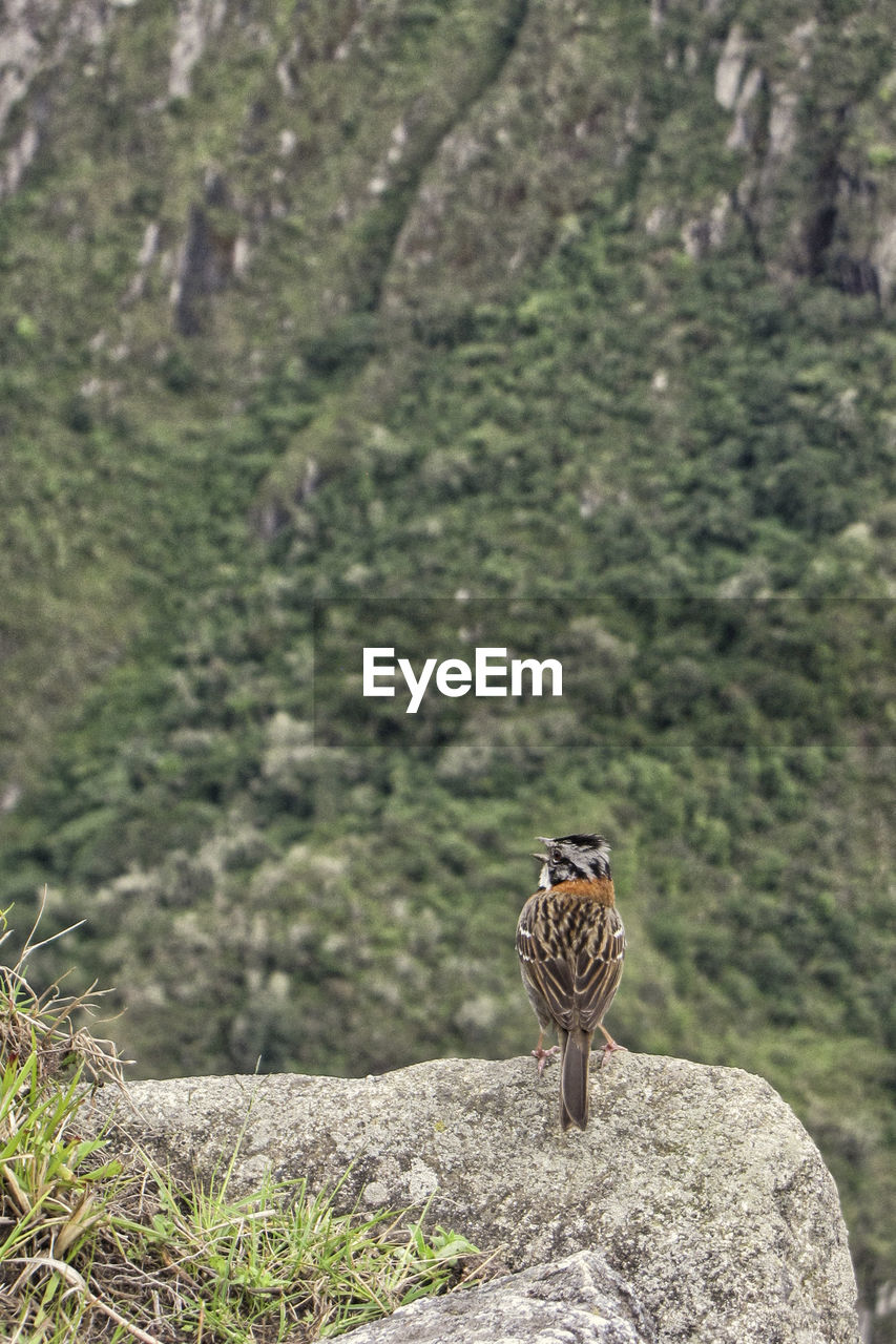 CLOSE-UP OF EAGLE PERCHING ON TREE