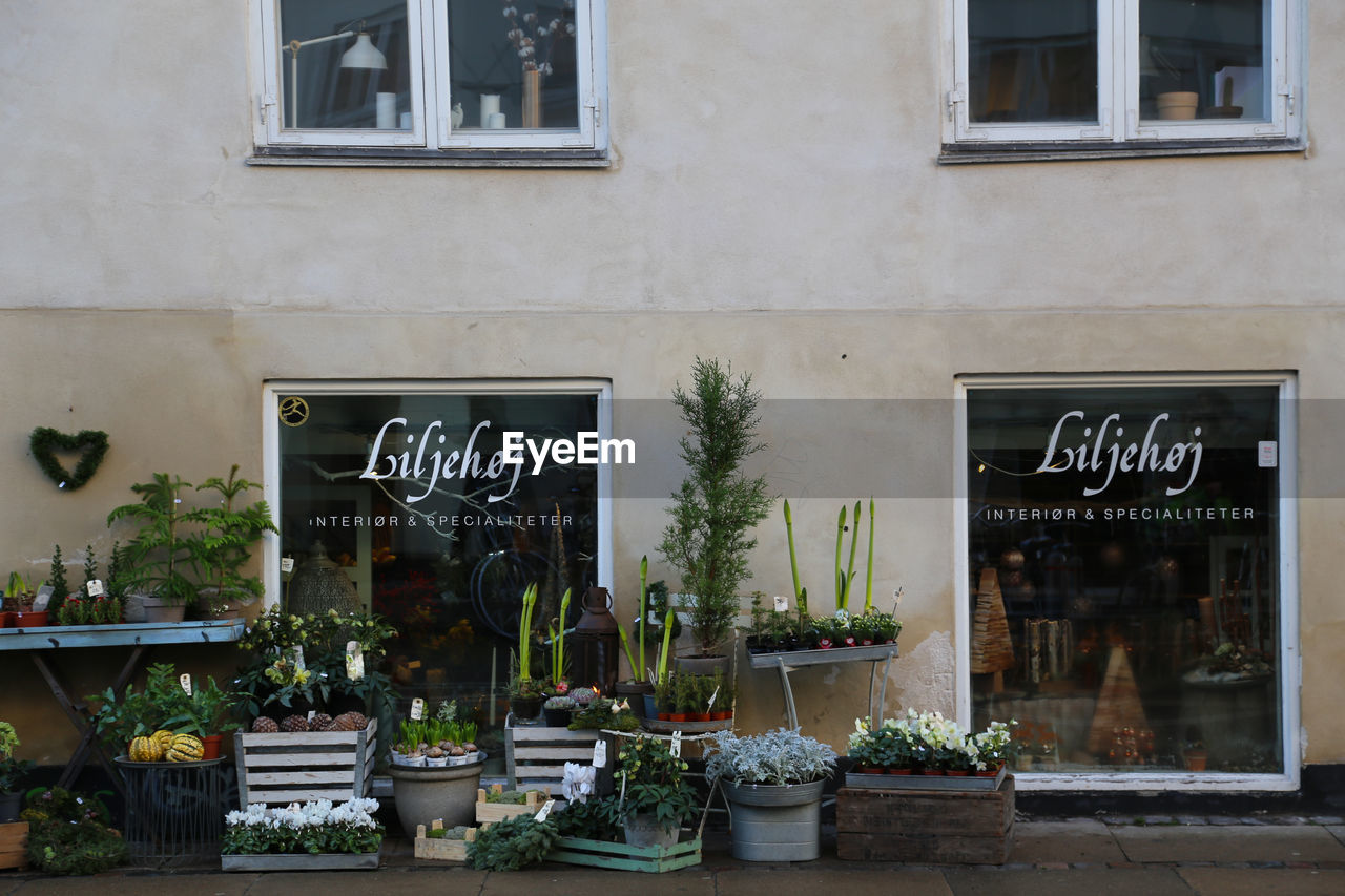 POTTED PLANTS OUTSIDE STORE IN CAFE