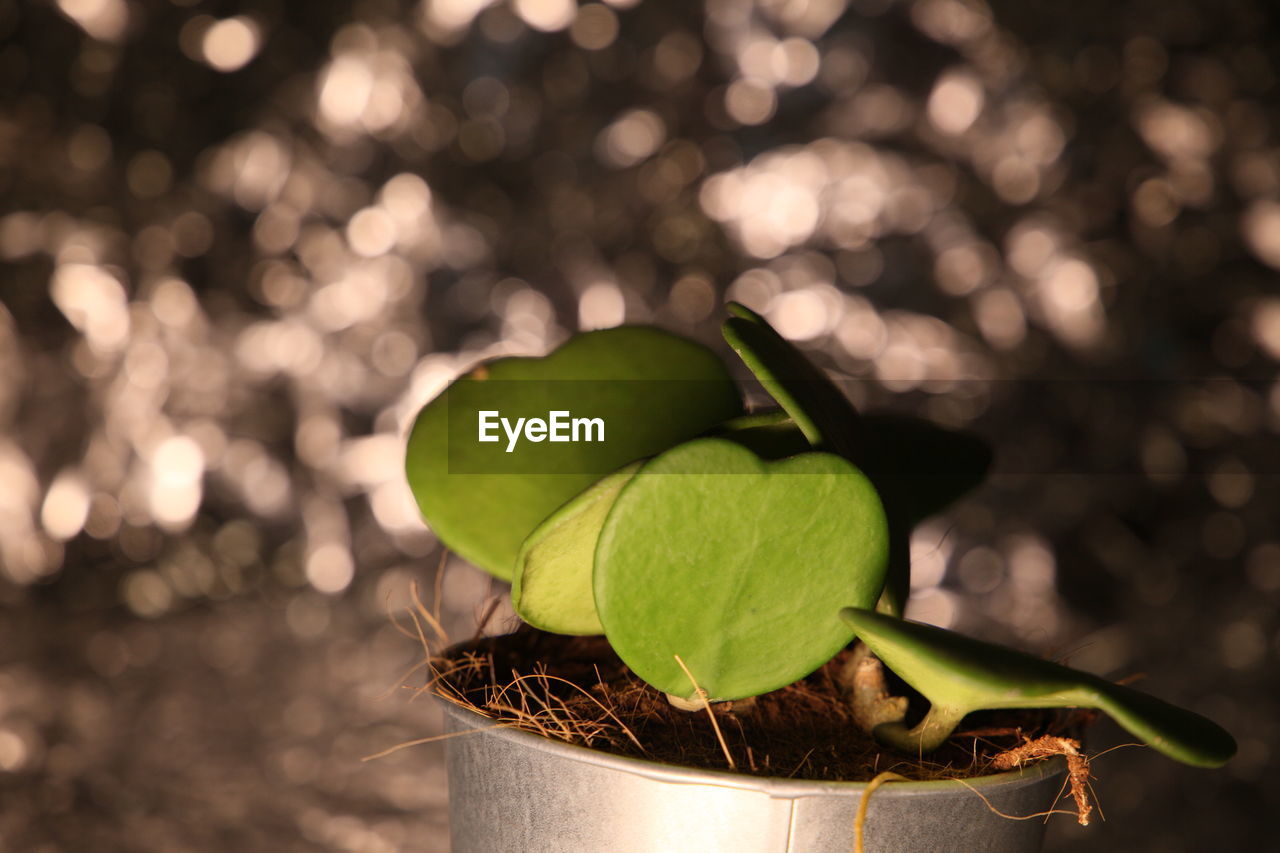 CLOSE-UP OF SMALL POTTED PLANT LEAVES