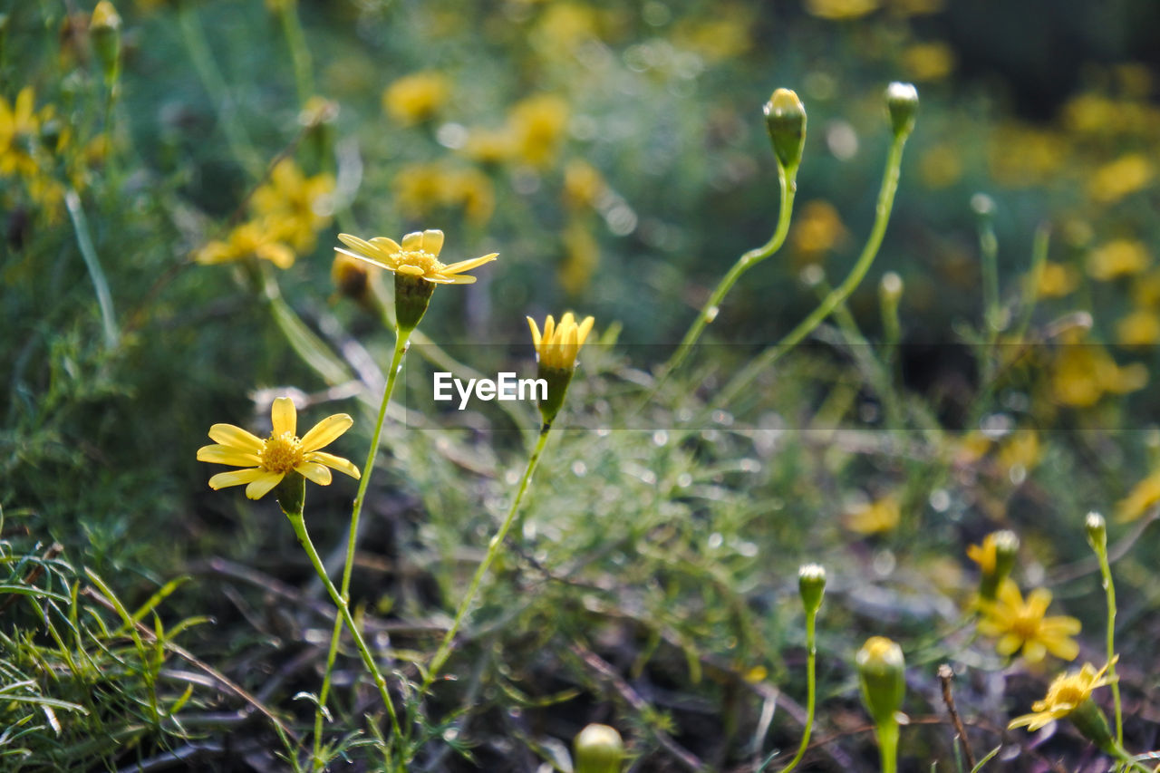 Close-up of yellow flowering plant on field