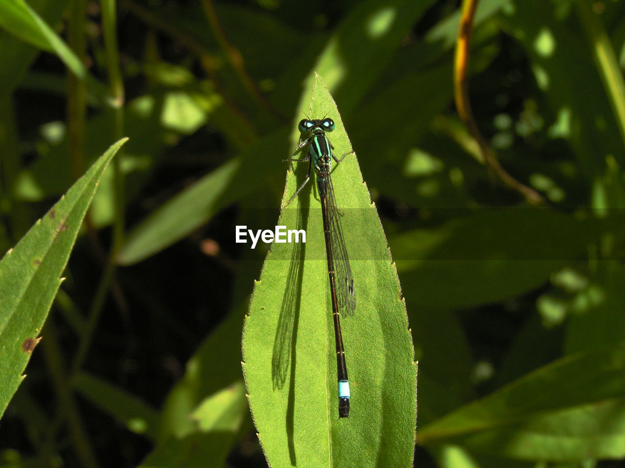 CLOSE-UP OF GRASSHOPPER ON PLANT