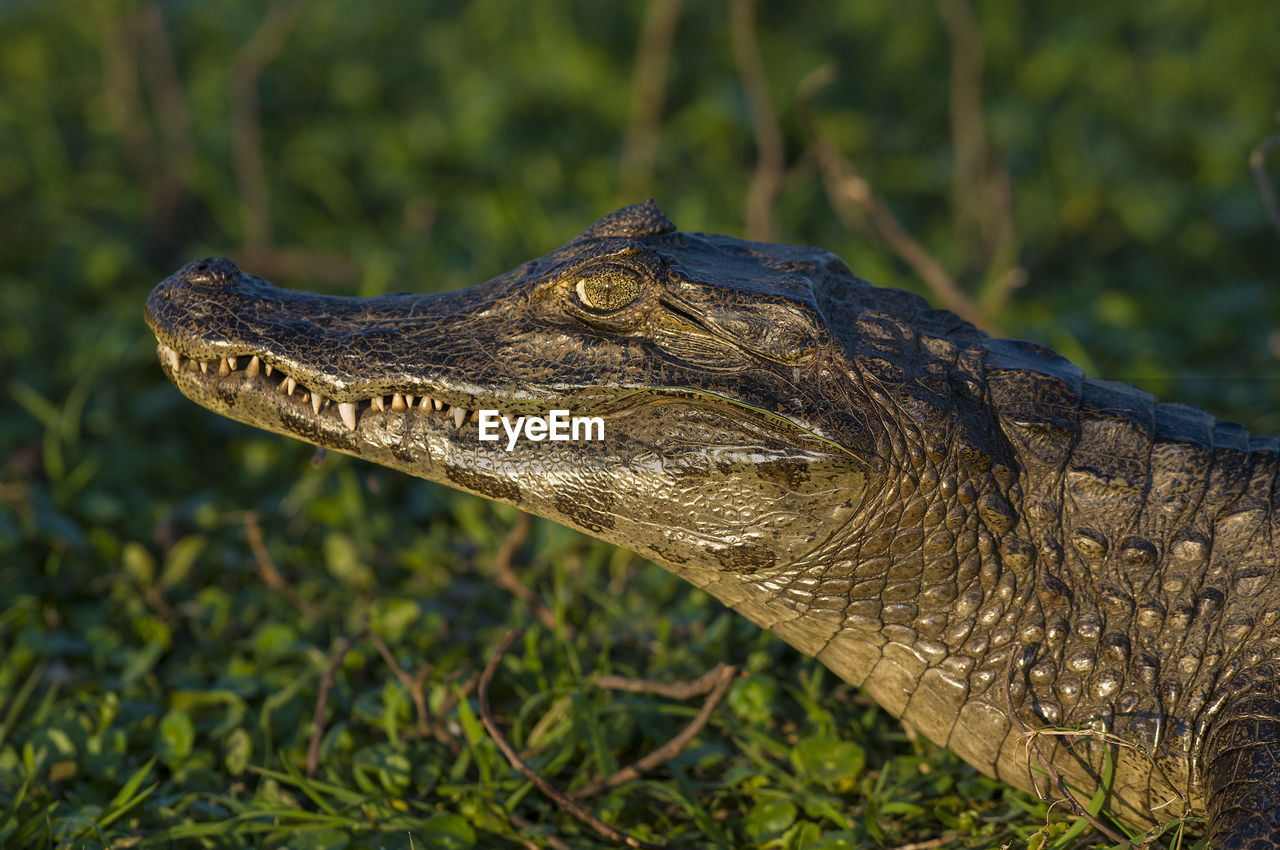 close-up of crocodile on grassy field