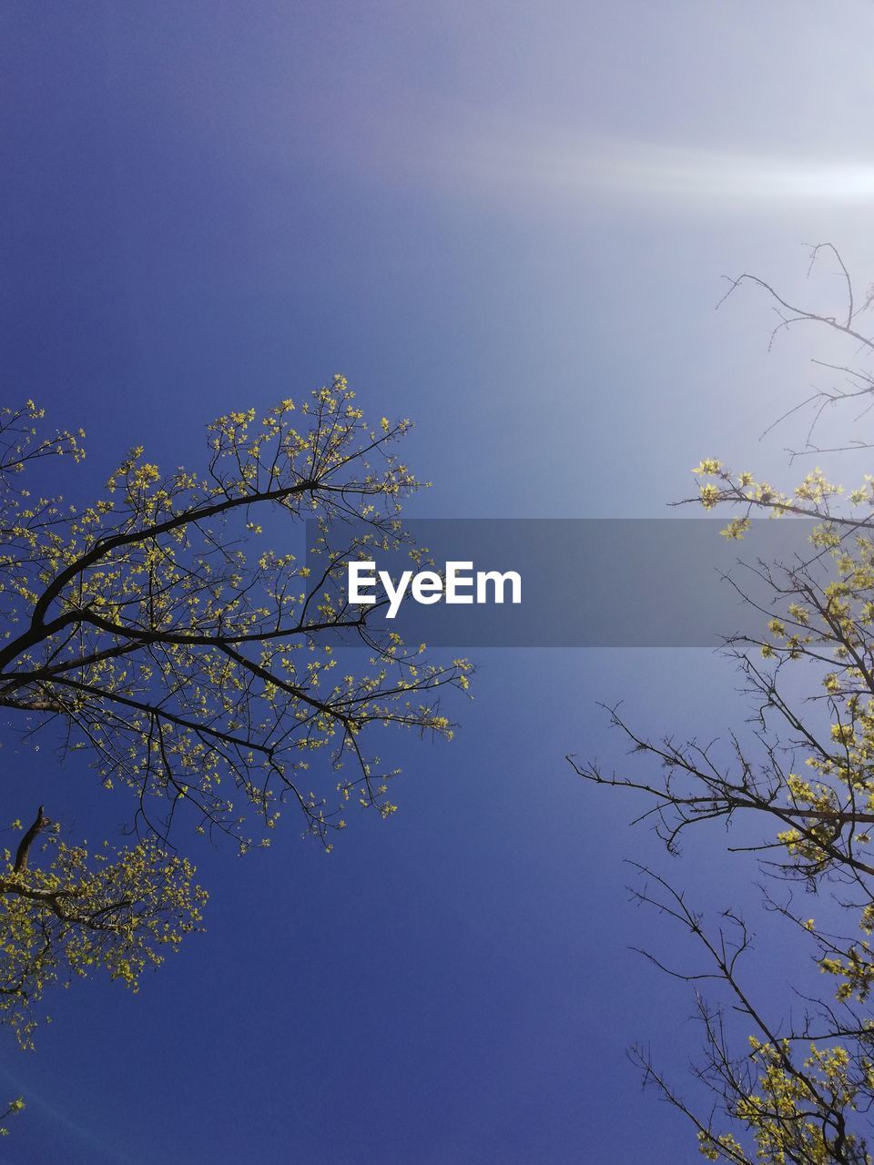 LOW ANGLE VIEW OF BARE TREE AGAINST BLUE SKY