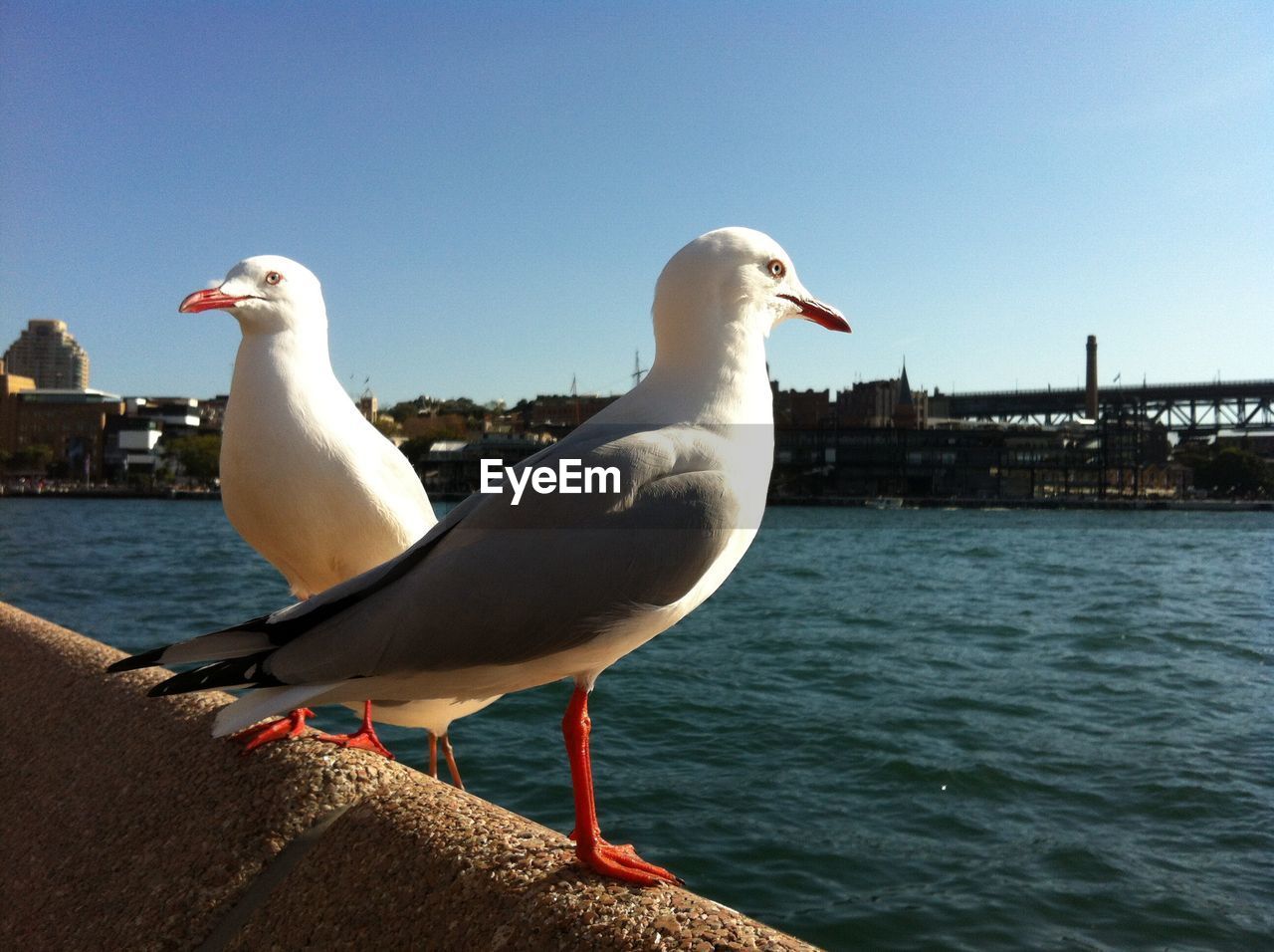 Close-up of seagulls perching on retaining wall by sea against clear blue sky
