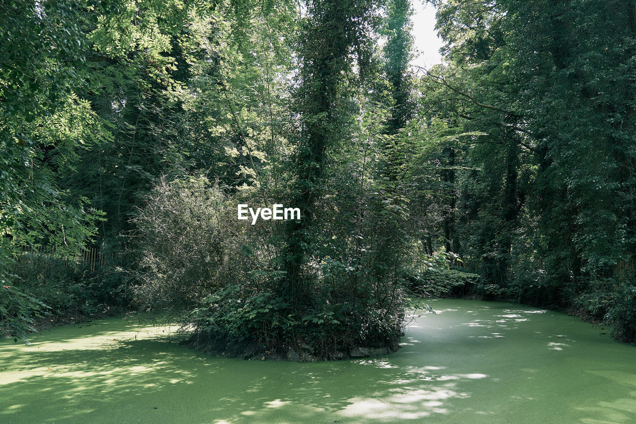 RIVER FLOWING THROUGH FOREST