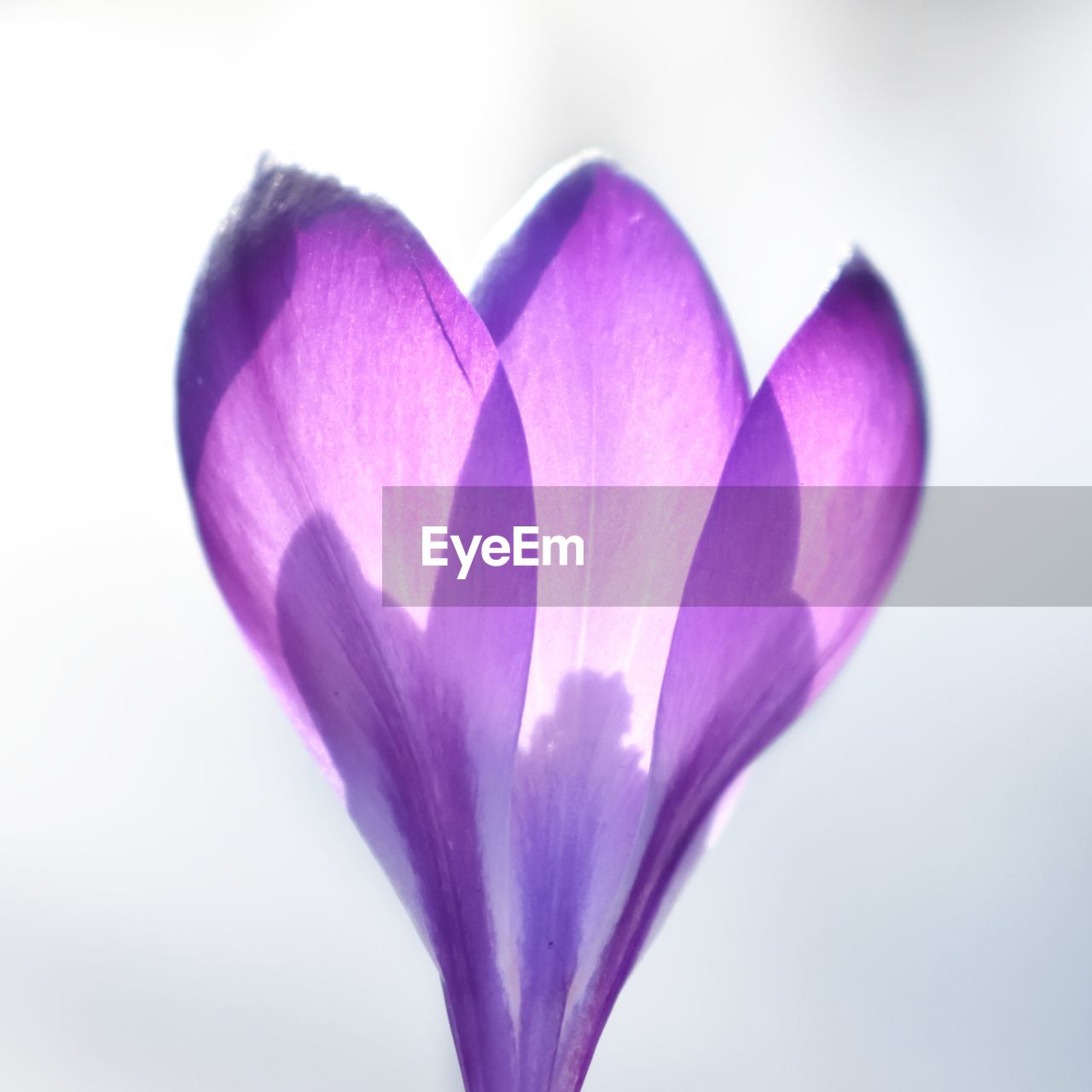 CLOSE-UP OF PINK FLOWER AGAINST WHITE BACKGROUND