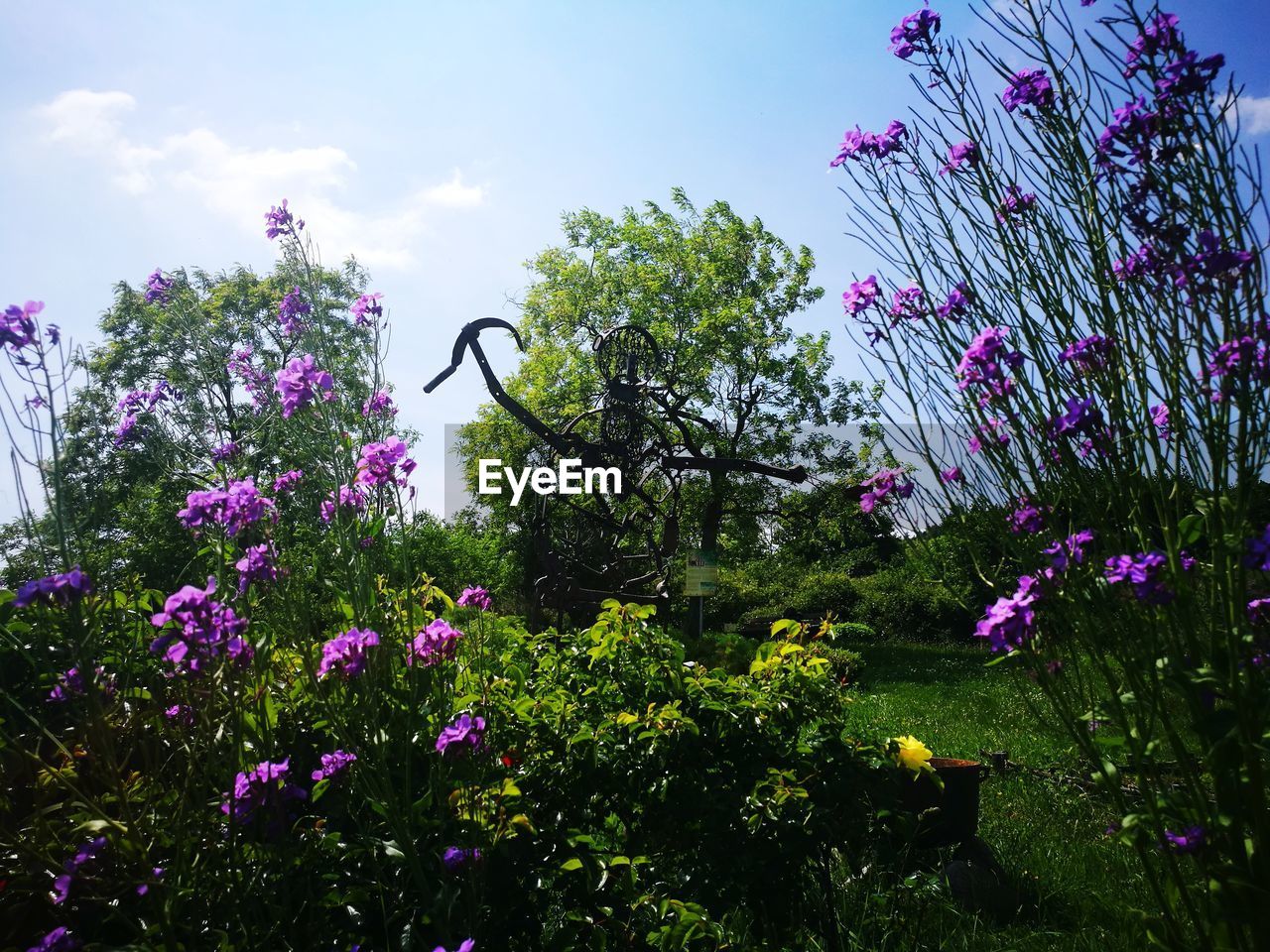 PINK FLOWERS BLOOMING AGAINST SKY