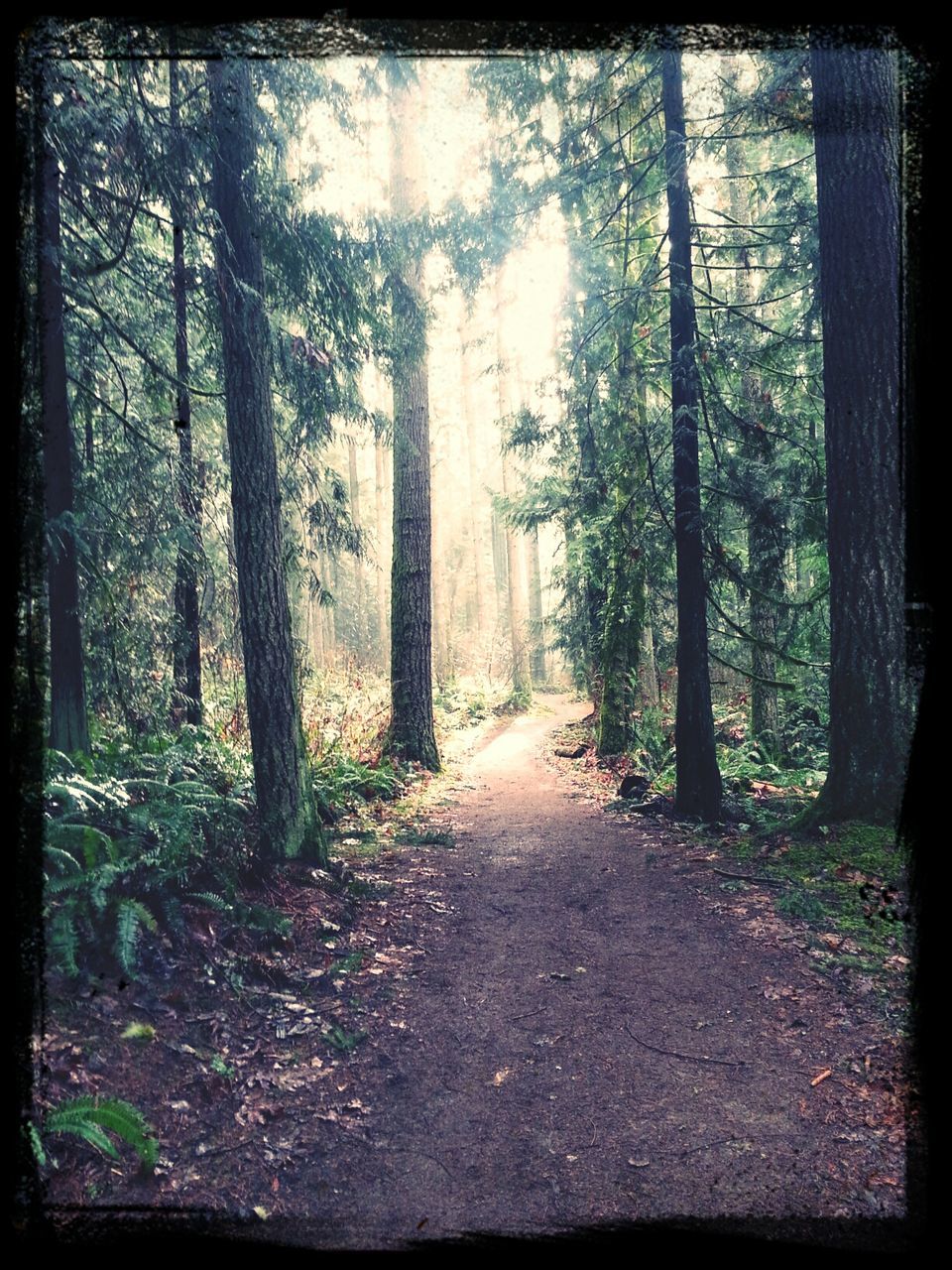 Trail passing through forest