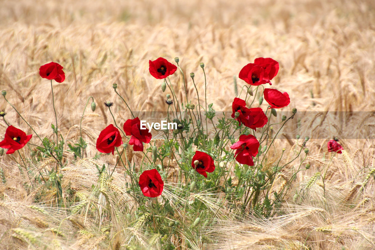 Close-up of red poppy flowers growing on field