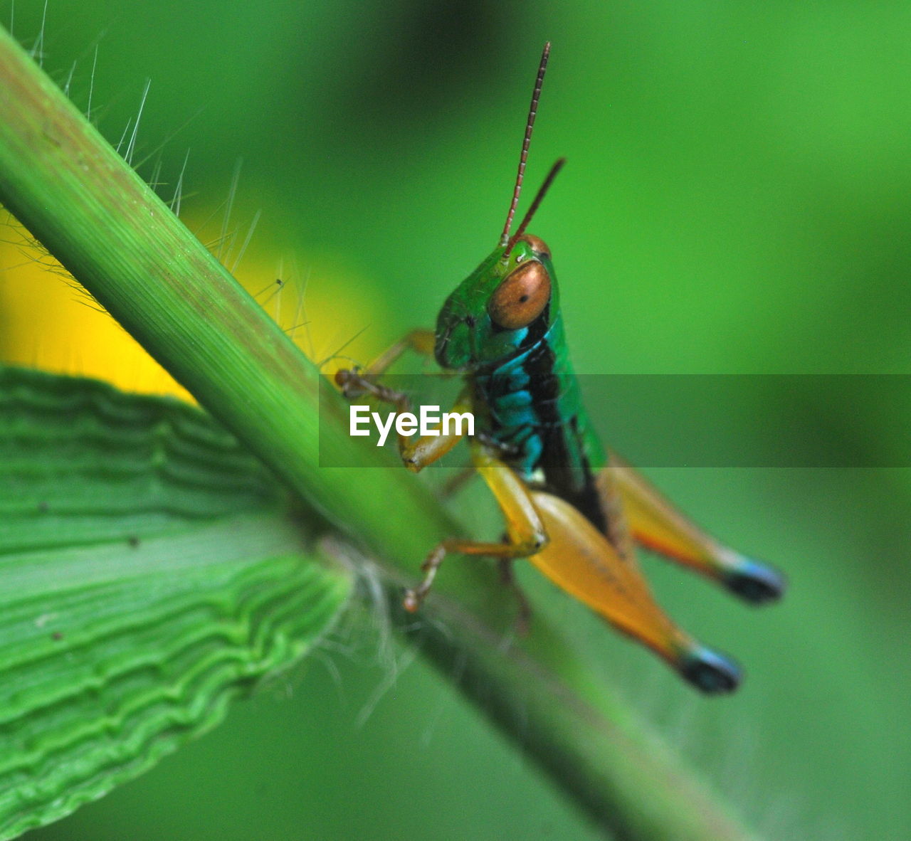 CLOSE-UP OF GRASSHOPPER ON PLANT