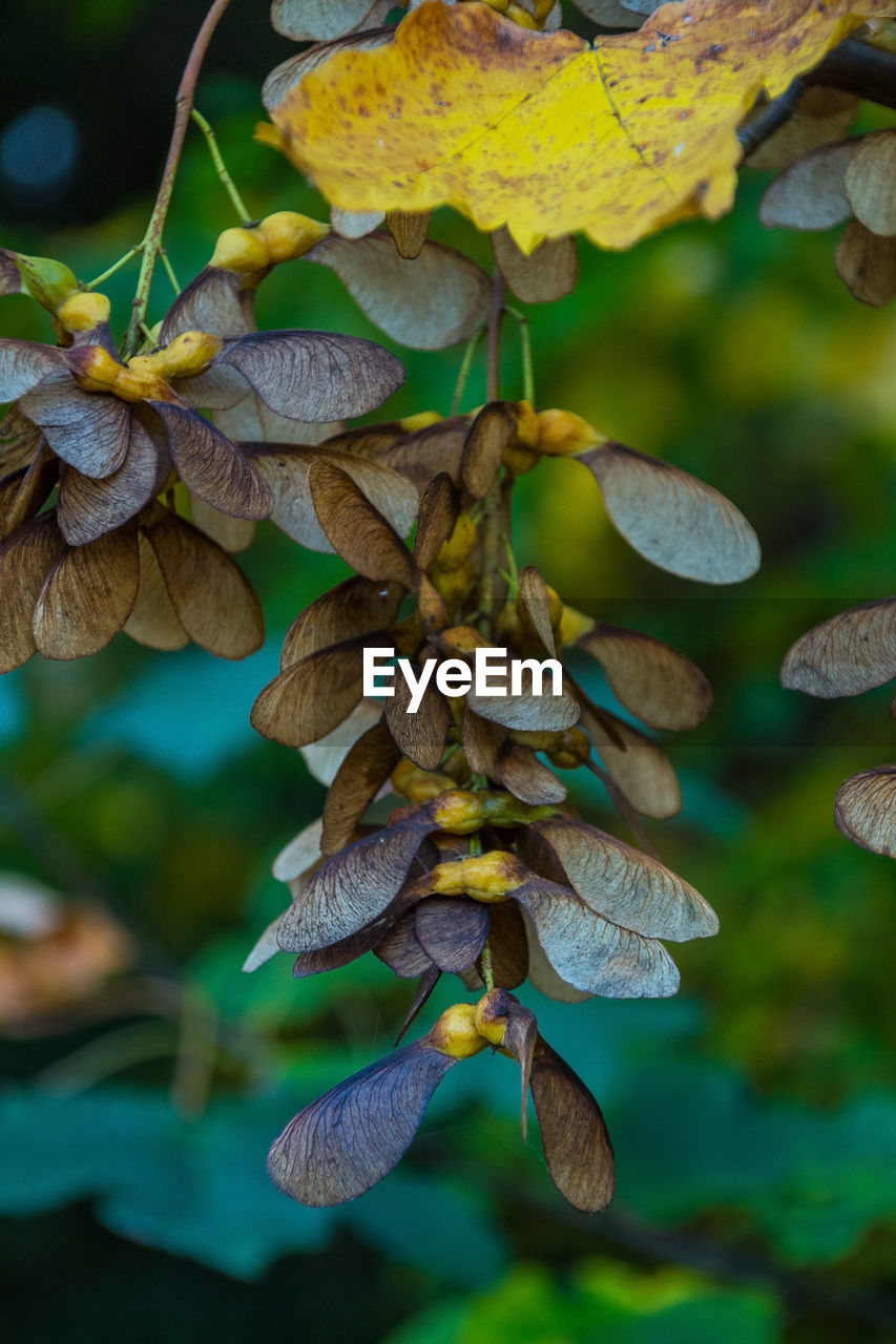 Close-up of treeseed