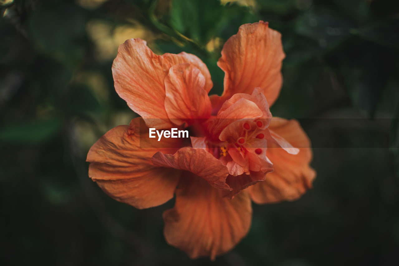 Close-up of orange flower