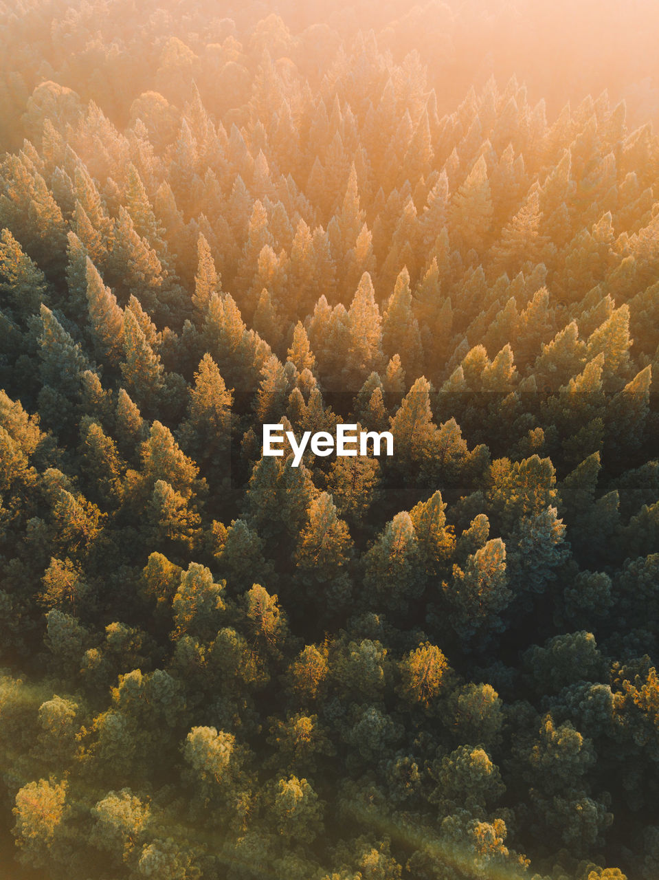 High angle view of trees in forest