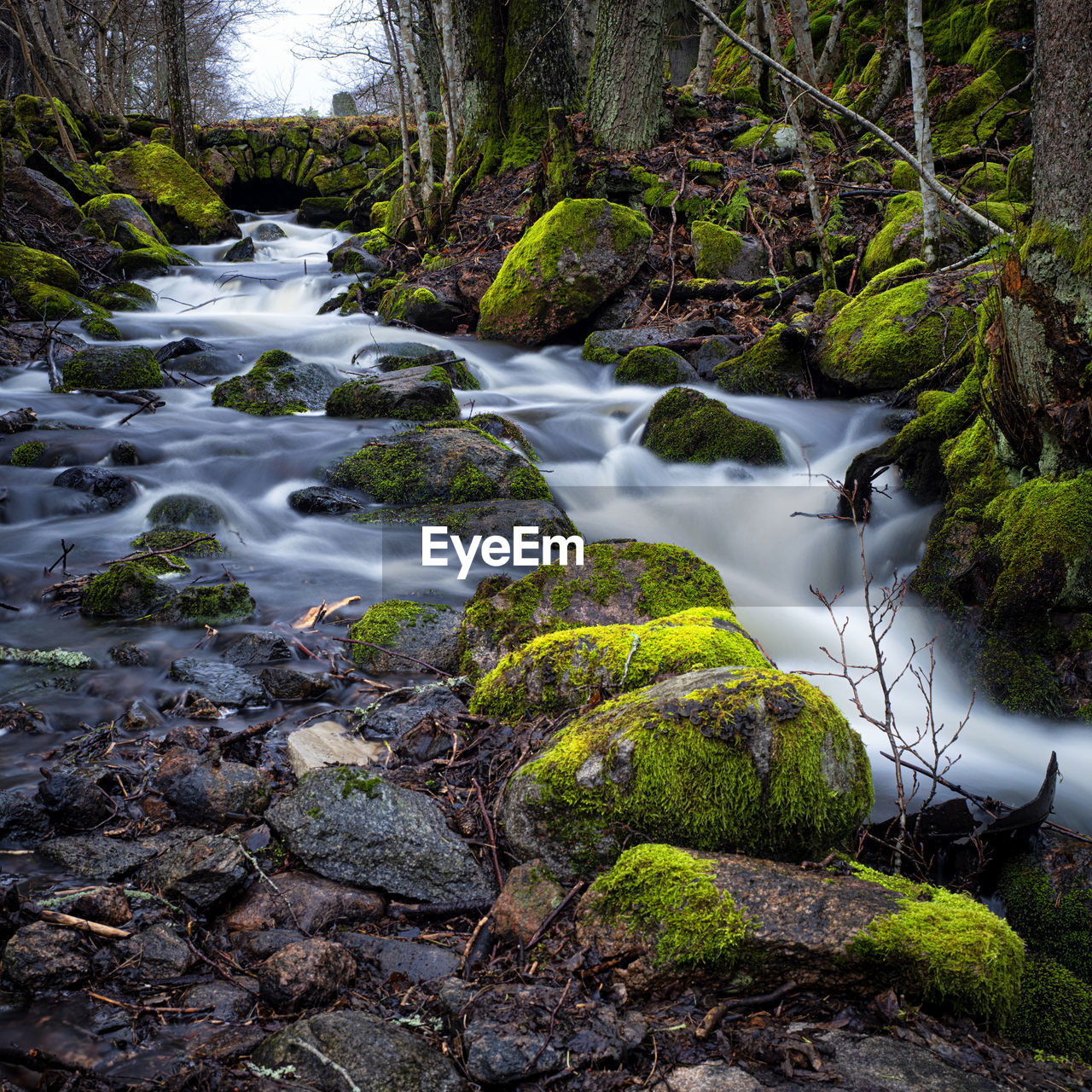 Stream flowing through rocks in forest