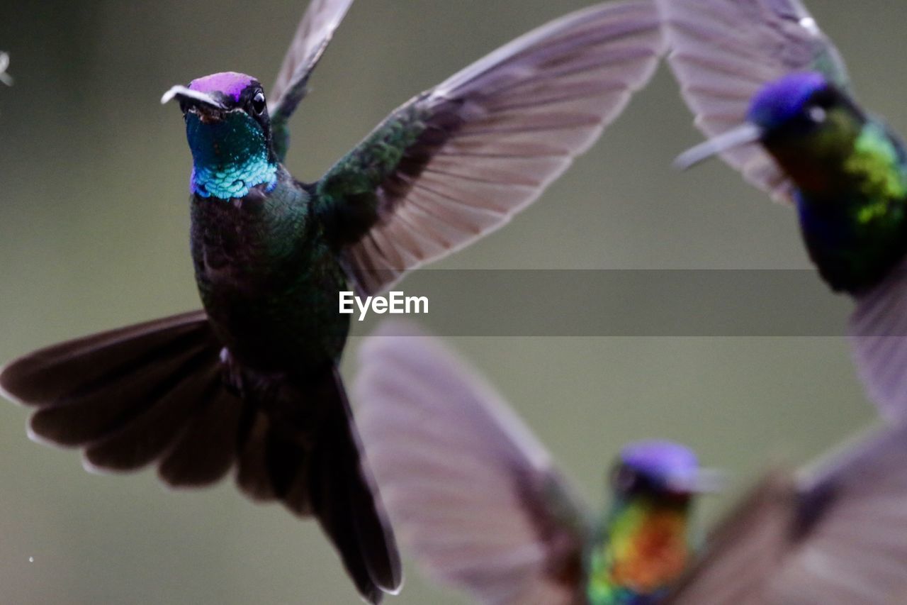 CLOSE-UP OF HUMMINGBIRD