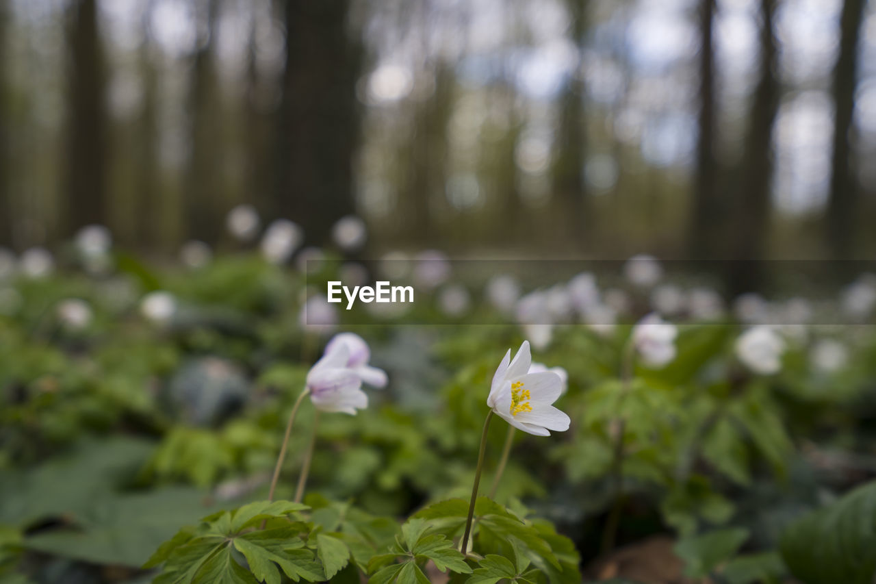 CLOSE-UP OF WHITE FLOWERING PLANTS