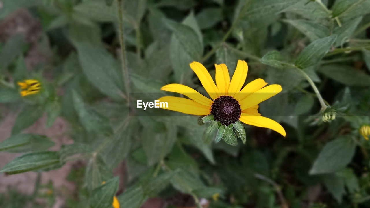 CLOSE-UP OF YELLOW FLOWER IN BLOOM