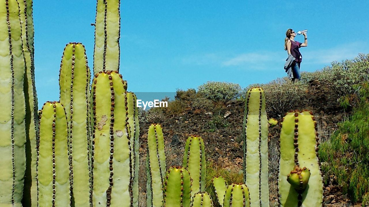 Cactus on field with woman drinking water in background