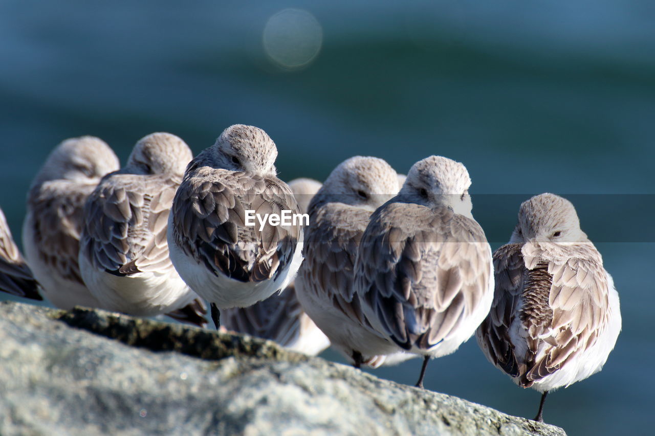 CLOSE-UP OF SEAGULLS