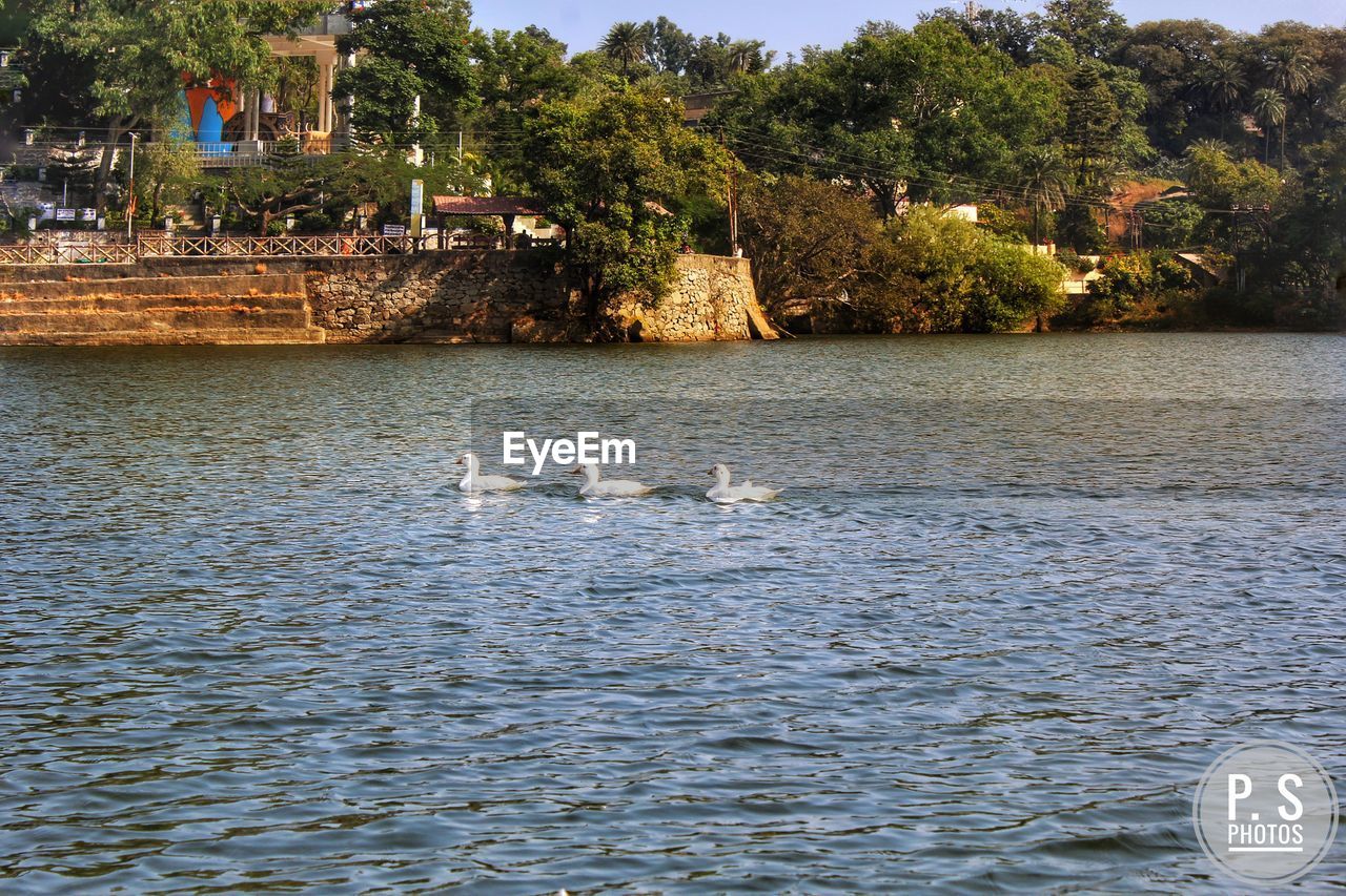 SWANS SWIMMING ON LAKE