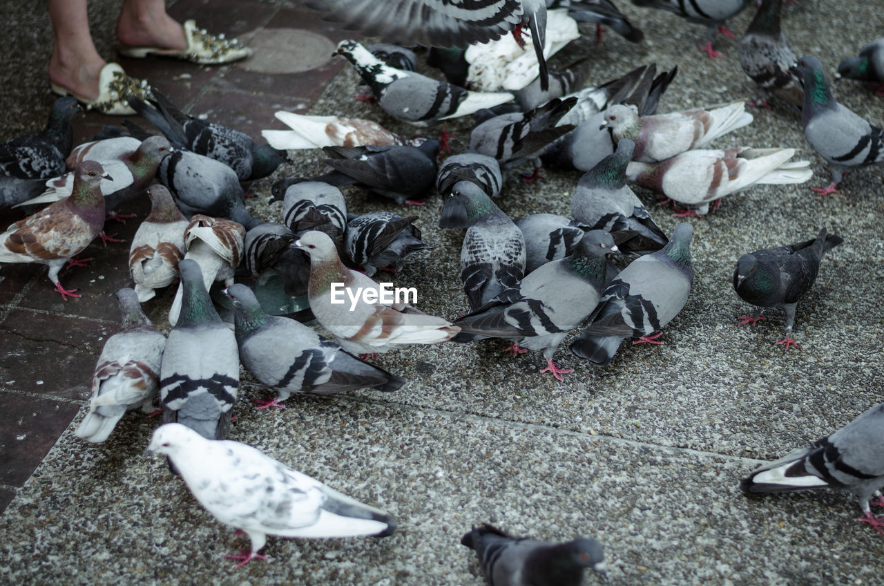 HIGH ANGLE VIEW OF PIGEONS FEEDING IN PARK