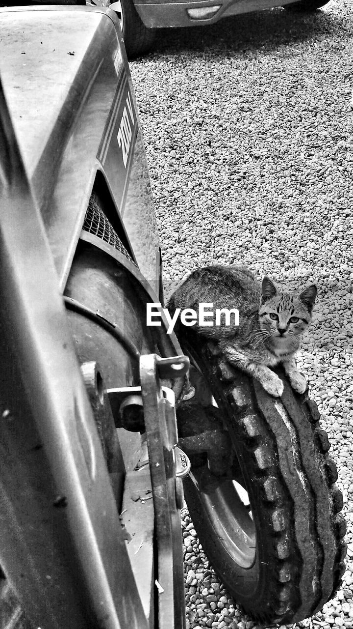 Tabby cat sitting on front wheel of tractor