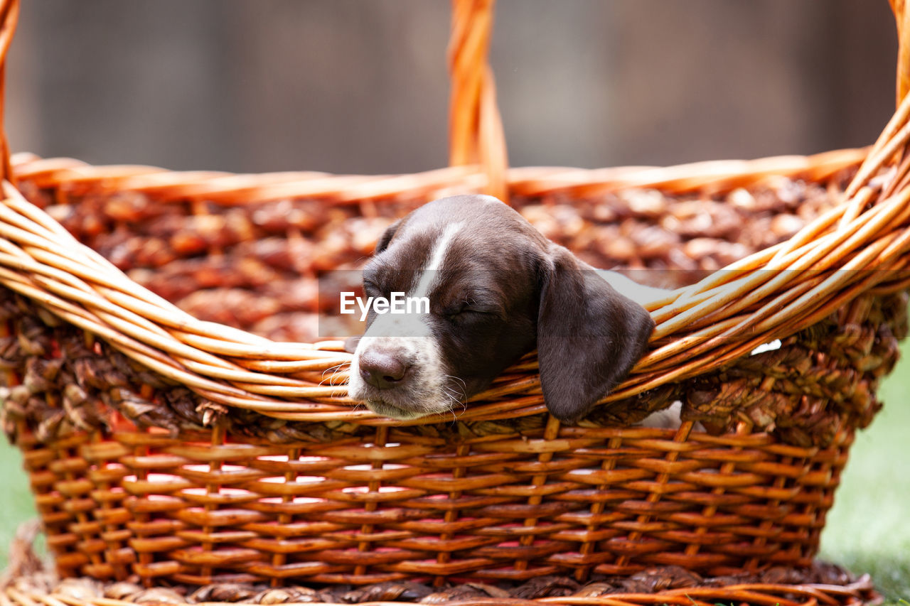 Little puppy of the french pointing dog breed sleeping in a basket under the sun