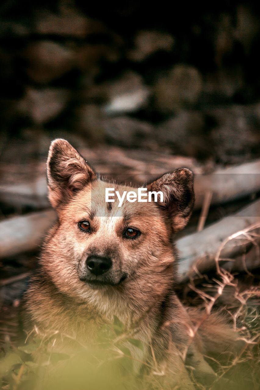 Close-up portrait of a dog