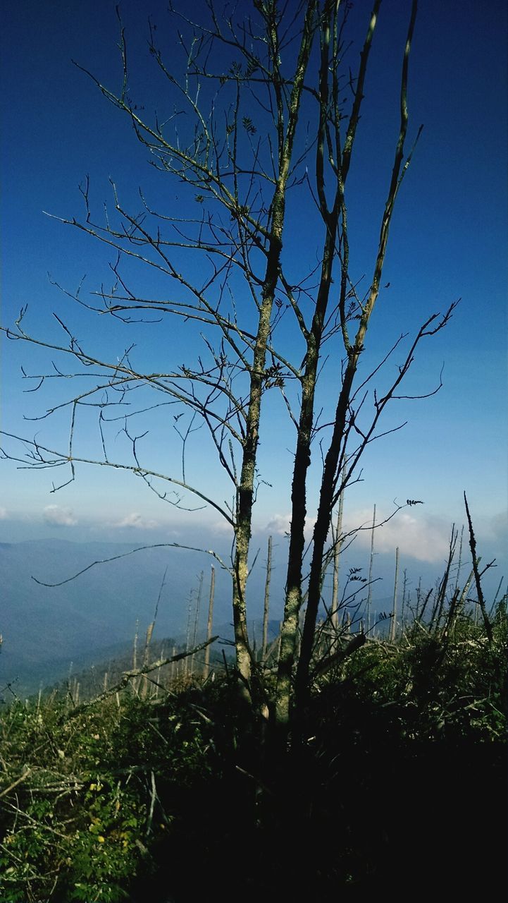 CLOSE-UP OF PLANTS AGAINST BLUE SKY