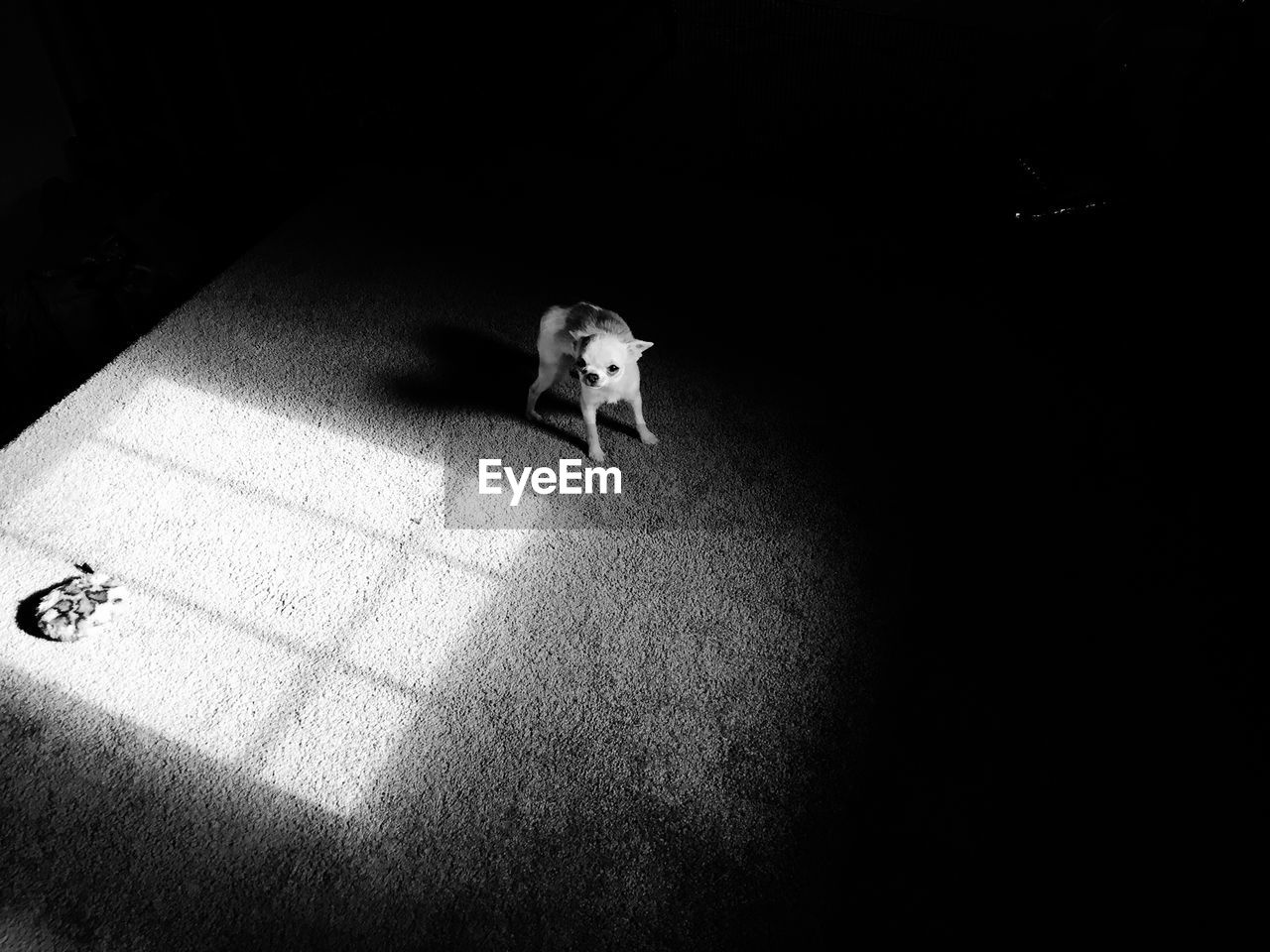 High angle view of puppy standing on rug at home