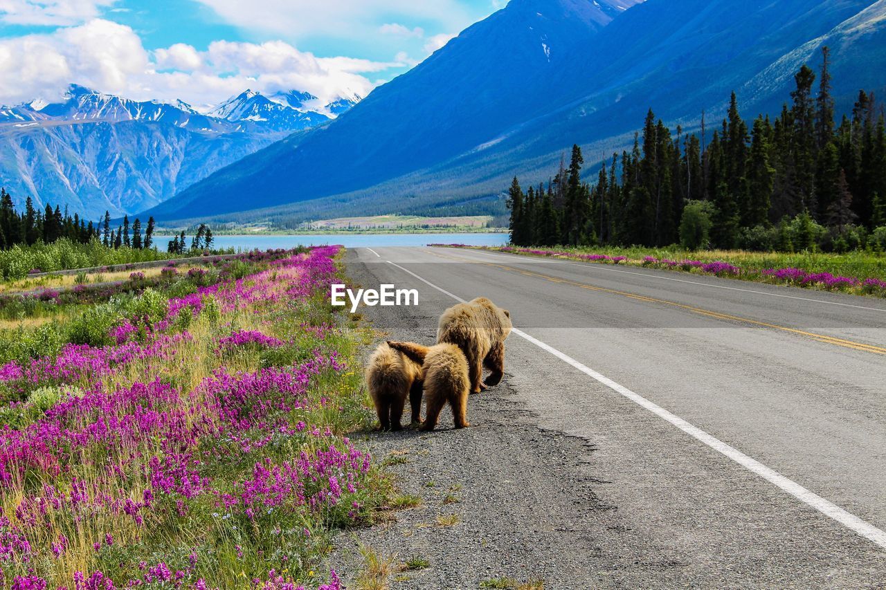 View of a bears on road