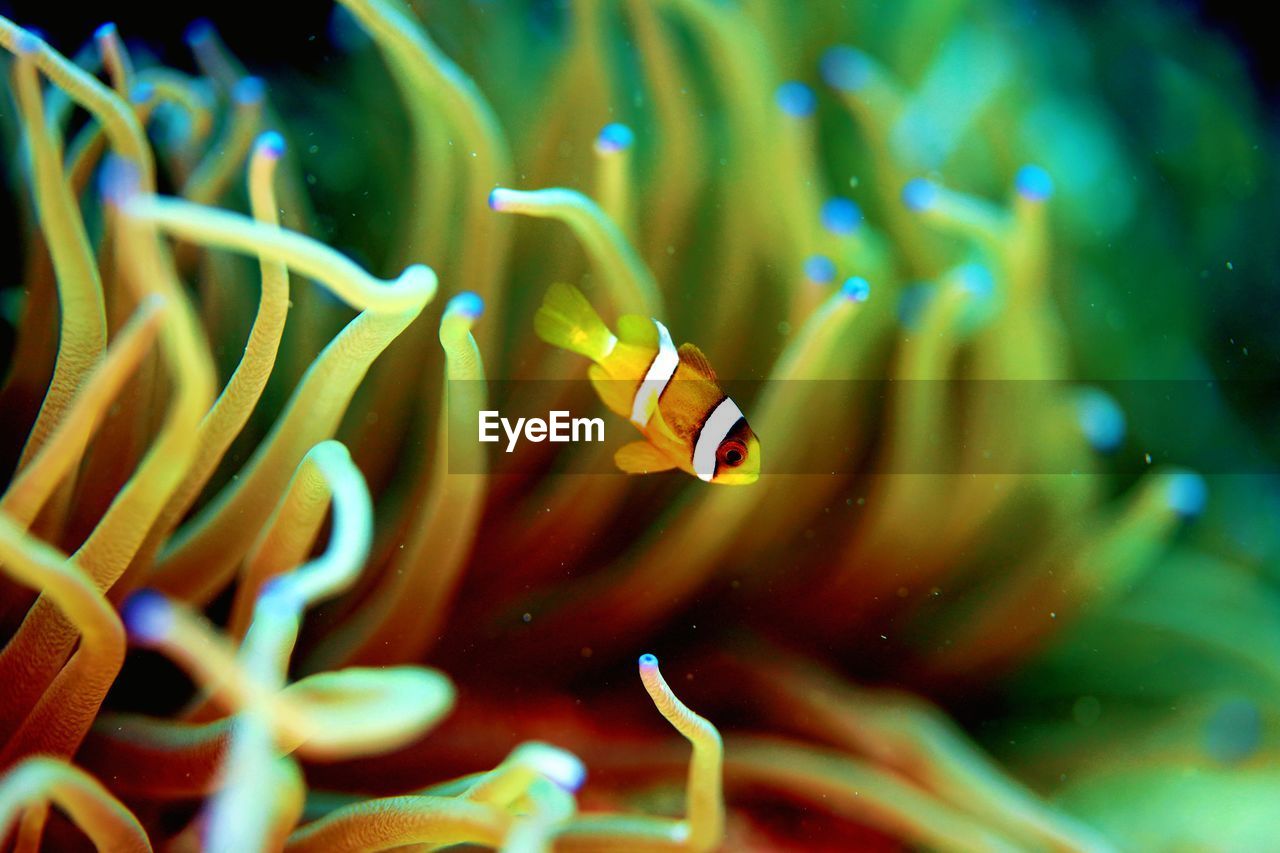 Close-up of fish swimming in sea