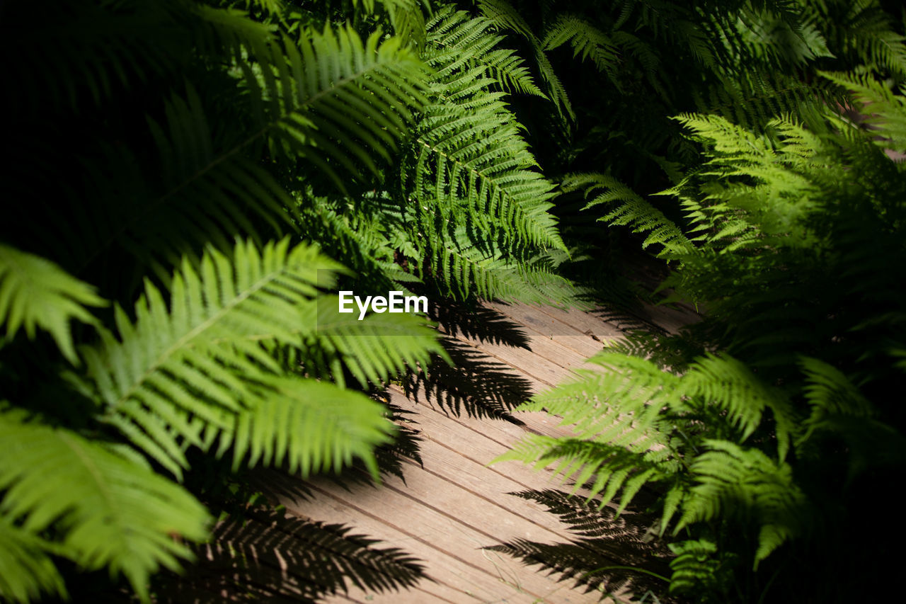 Close-up of palm tree leaves