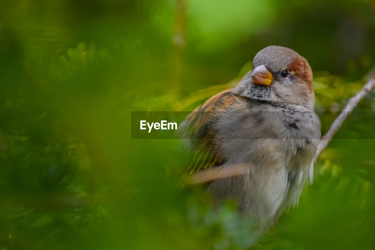 Close-up of bird