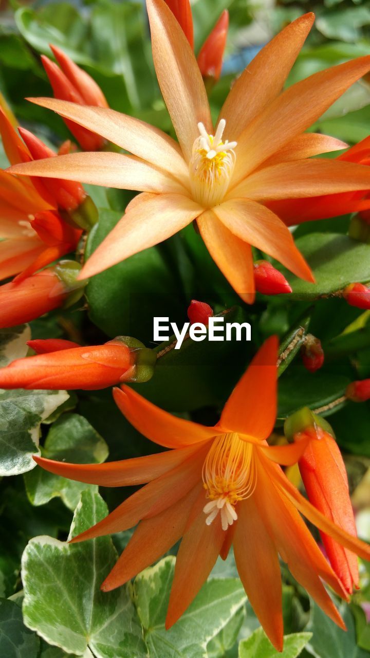 Close-up of orange flowers blooming