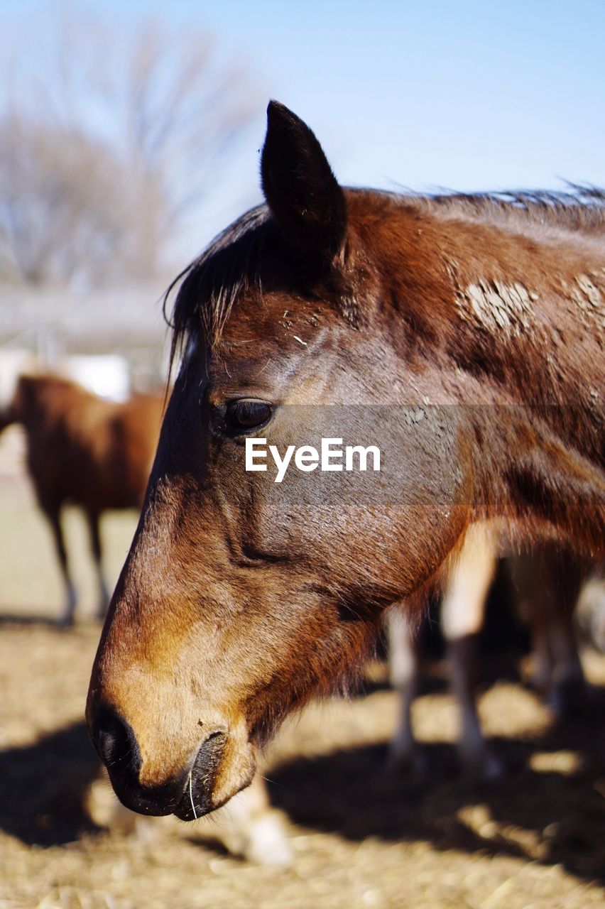 CLOSE-UP OF BROWN HORSE AGAINST SKY