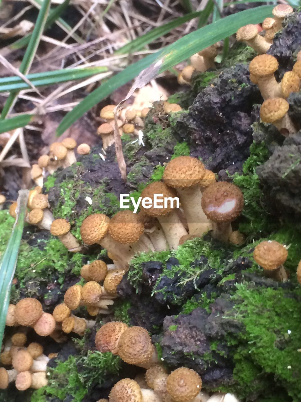 HIGH ANGLE VIEW OF MUSHROOMS GROWING ON TREE TRUNK