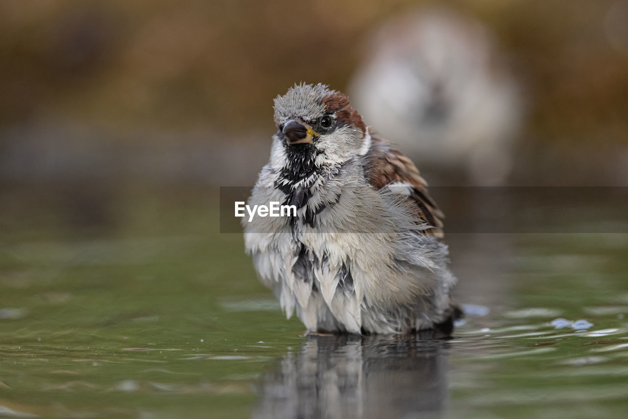 animal themes, animal, bird, animal wildlife, one animal, wildlife, beak, water, nature, sparrow, house sparrow, close-up, lake, selective focus, portrait, no people, full length, looking at camera, surface level, day, young animal, outdoors, focus on foreground, songbird, beauty in nature, animal body part, motion
