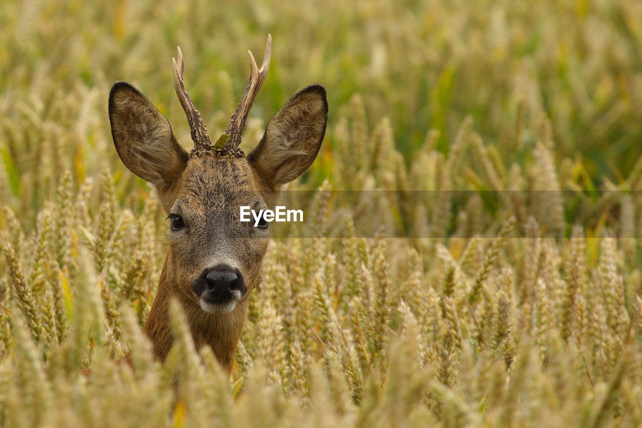Portrait of roe deer amidst plants
