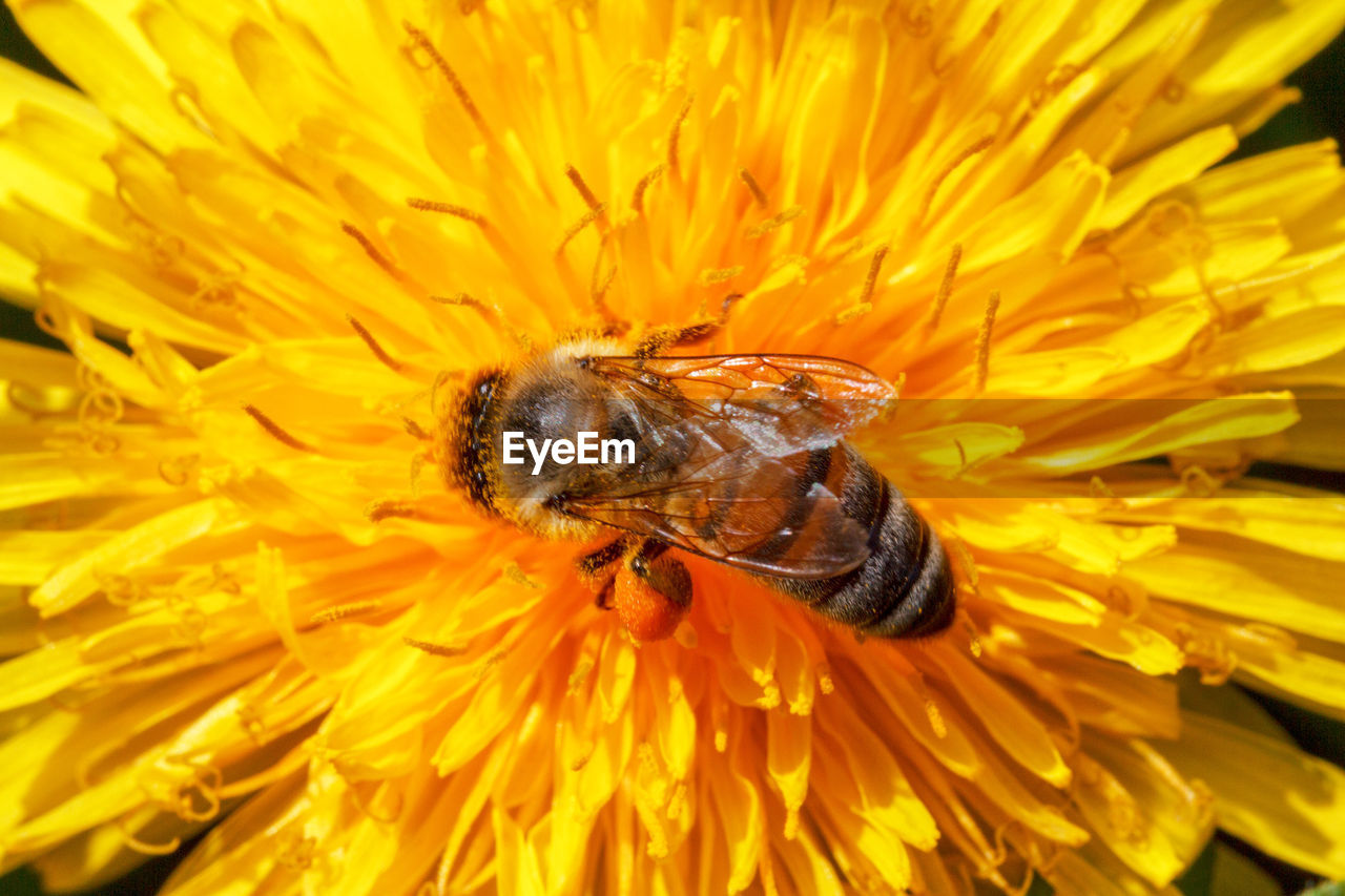 Bee pick pollen on yellow dandelion, top view closeup