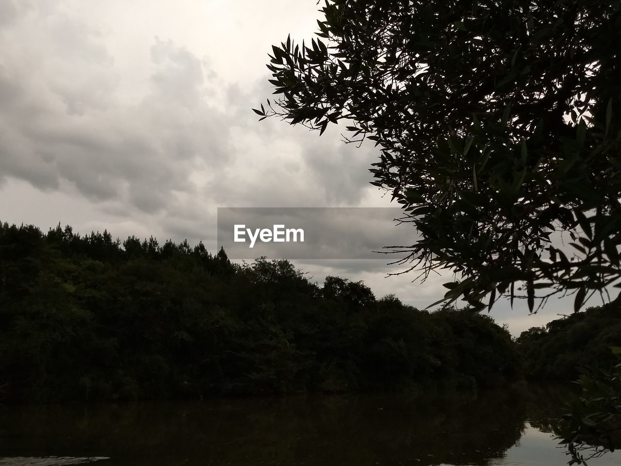 LOW ANGLE VIEW OF TREES AGAINST CLOUDS