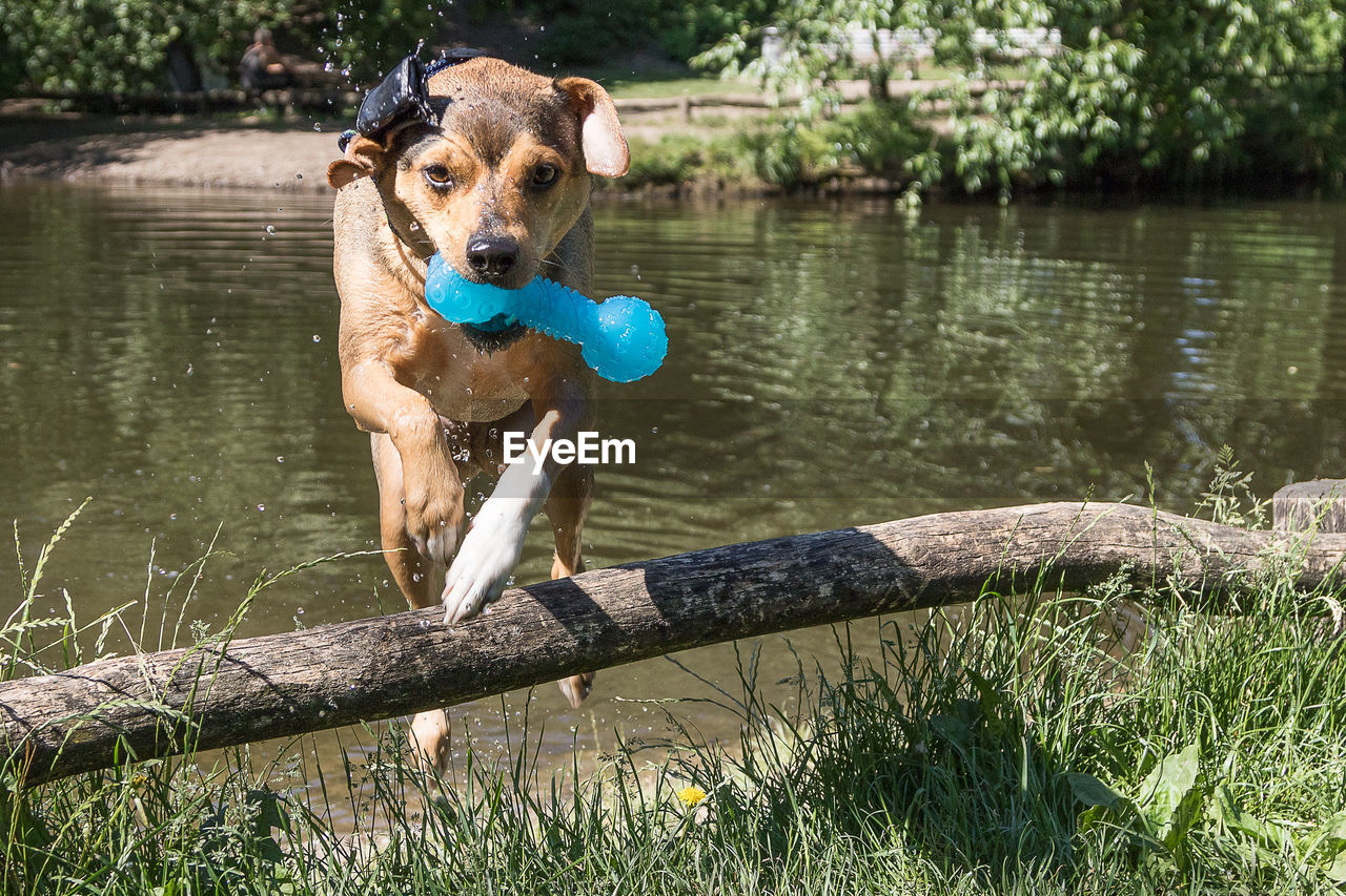 Dog jumping over fence while holding toy by river