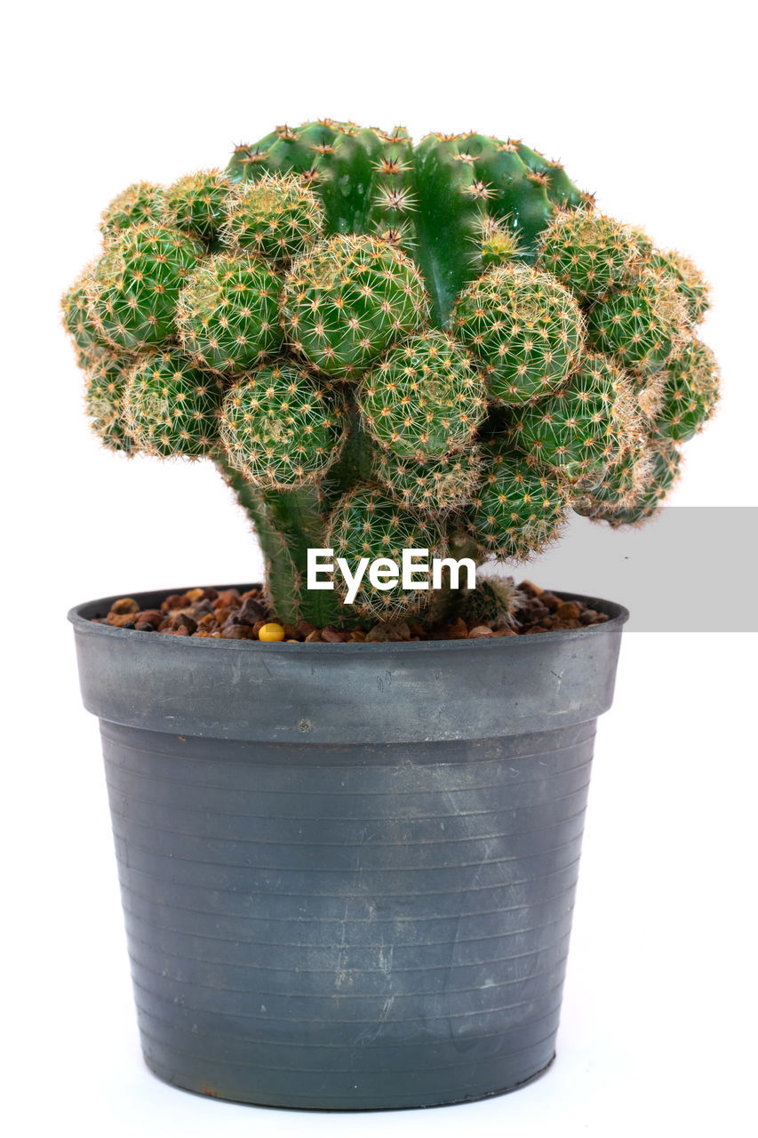 CLOSE-UP OF POTTED CACTUS PLANT