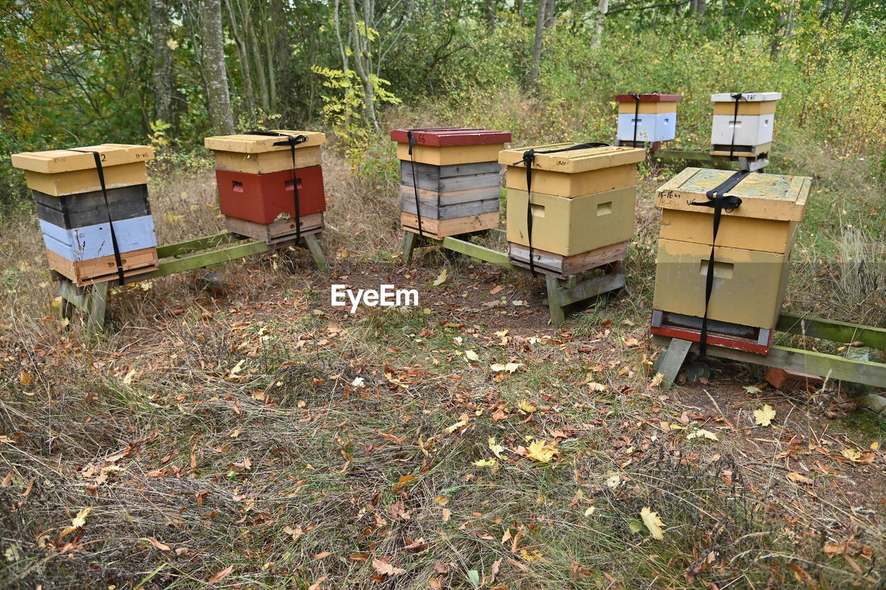 Group of beehives in forest clearing