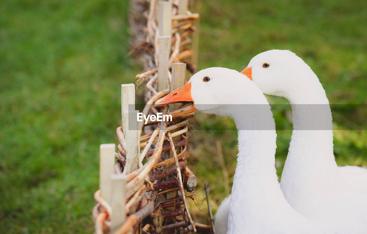 Close-up of white geese