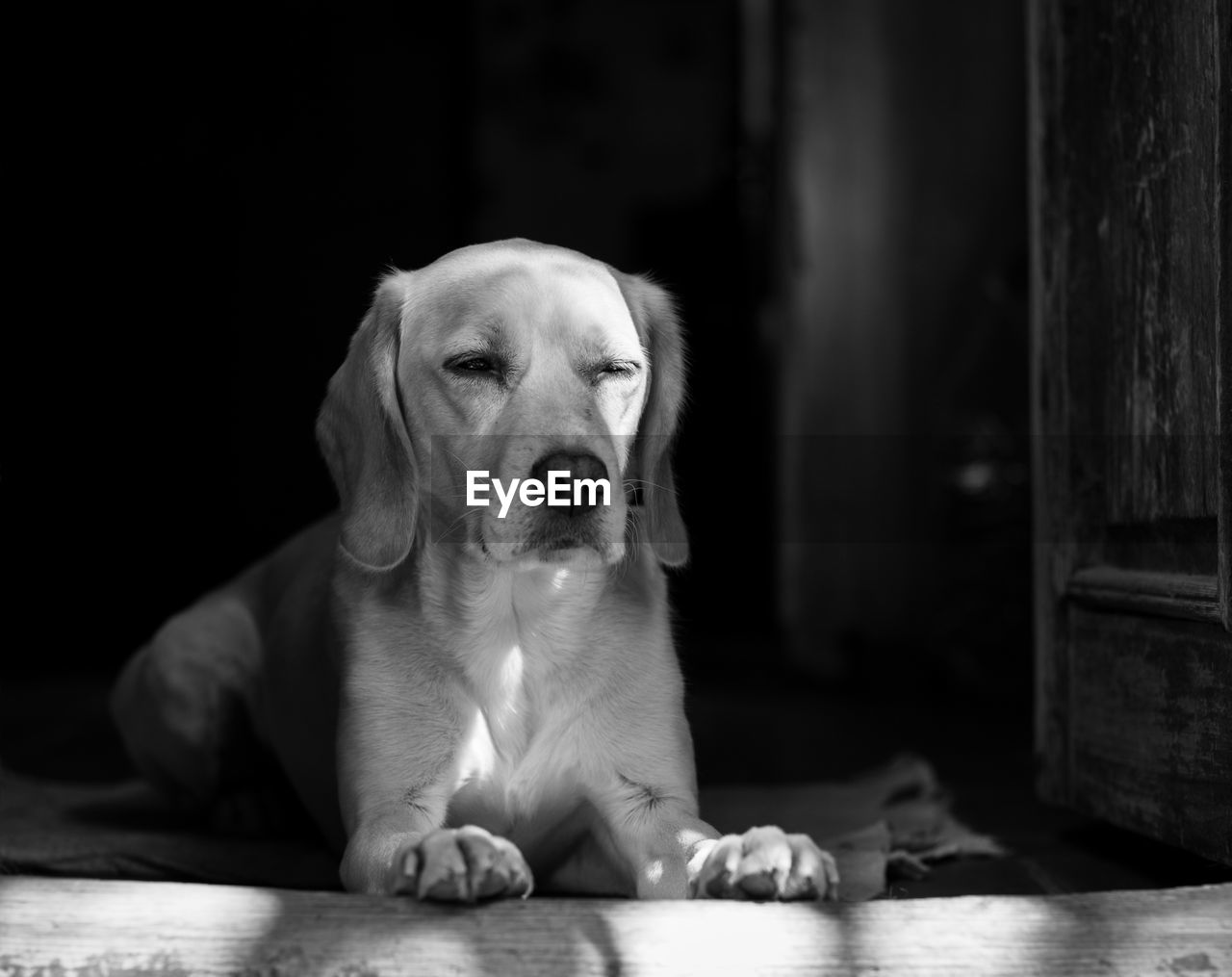 Portrait of dog sitting on floor at home