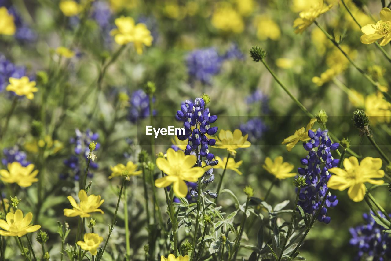 CLOSE-UP OF PURPLE LAVENDER FLOWERS